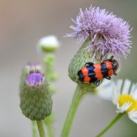 Пестряк пчелиный :: Надежда Куркина 
