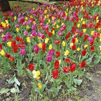 Апрельское цветение :: Виктор 