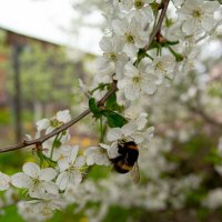 Шмель :: Светлана Мишенёва