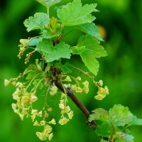 Красная смородинка :: Наталья Лакомова