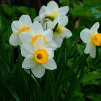 Нарциссы :: Наталья Лакомова