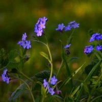 Незабудки :: Наталья Лакомова