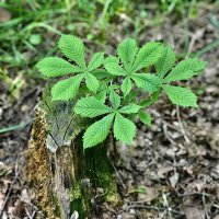 Каштановый детёныш :: Любовь Каштановый детёныш :: Любовь