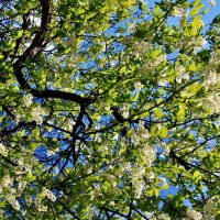 Черемуха в цвету. :: Любовь 