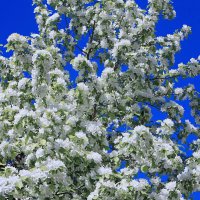 Прекрасные мгновения весны ! :: Николай Рубцов