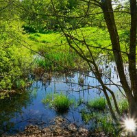 ******* :: Наталья Лакомова