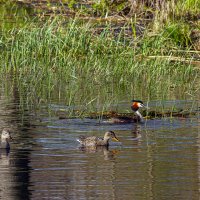 *** :: Yuri Chudnovetz