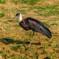 Епископальный аист :: Георгий А Епископальный аист :: Георгий А