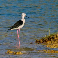 Ходулочник :: Георгий А Ходулочник :: Георгий А