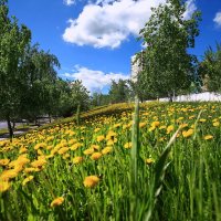 Весна - время одуванчиков. :: Николай Рубцов
