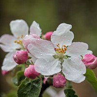 Цвет яблони после дождя :: Александр Трухин