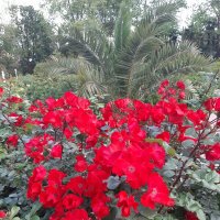 РИВЬЕРА :: Tata Wolf