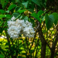 Был месяц май :: Наталья Rosenwasser