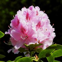 Сады у замка Арсен(серия) :: Владимир Манкер