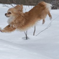 Кто сказал,что собаки не летают?:)) :: Рудаков Сергей Кто сказал,что собаки не летают?:)) :: Рудаков Сергей