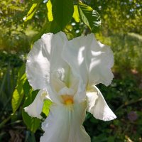 Белый сортовой :: Татьяна Пальчикова Белый сортовой :: Татьяна Пальчикова