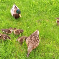 Утята :: Сапсан 