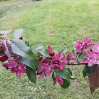 Май :: Маера Урусова