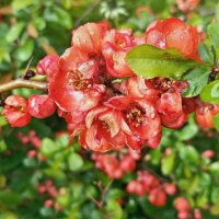 Айва японская :: Veera V Айва японская :: Veera V