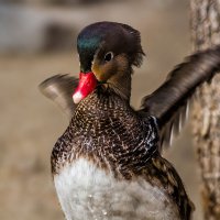 Каролинка :: SanSan 