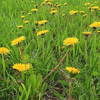 Май...Зацвели одуванчики! :: Владимир 