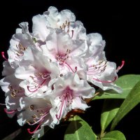 Рододендрон :: Андроник Александр Рододендрон :: Андроник Александр