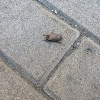 Вышел погулять :: Валерий Иванович