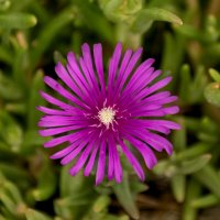 делосперма купера :: Игорь Сикорский