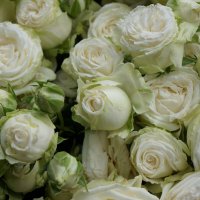 PRO сто роз..... :: Алёна Савина PRO сто роз..... :: Алёна Савина