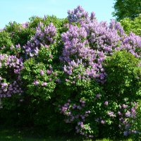 Москва. Парк Коломенское. :: Наташа ***** Москва. Парк Коломенское. :: Наташа *****