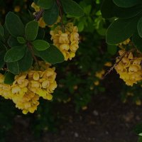 цветёт барбарис :: Елена Шаламова цветёт барбарис :: Елена Шаламова