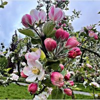 Яблоня. :: Валерия Комова