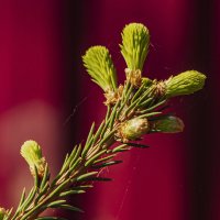 Молодая поросль :: Петр Беляков Молодая поросль :: Петр Беляков