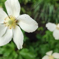 ,,, :: Сергей Тимоновский