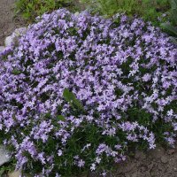 Флокс шиловидный :: Рита Симонова