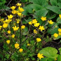 Лютик ползучий :: Рита Симонова