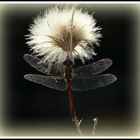 ..отцвели... :: Aleksandr Gal