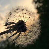 Время одуванчиков… :: Любовь 