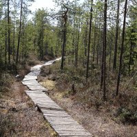 Весенний лес :: Ольга 