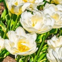 парк Цветник :: Дмитрий Лупандин