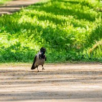 А, я, иду такая вся...... :: Ирина Соловьёва А, я, иду такая вся...... :: Ирина Соловьёва