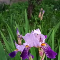 Ирис. :: Игорь Родионов Ирис. :: Игорь Родионов