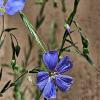 Поклоны солнцу. :: Галина Левина