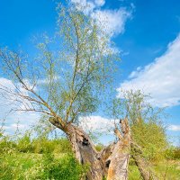 Эх, как раскорячило, но продолжает жить :: Игорь Чичиль