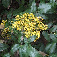 Московская магония :: Александр Чеботарь Московская магония :: Александр Чеботарь