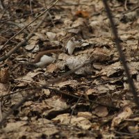 Ласка замаскировалась :: Илья 