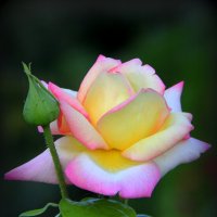 Красота -это... :: Vlad Сергиевич