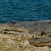 Доброе соседство двух разных особей :: Георгий А