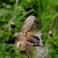 ** :: Зоя Мишина