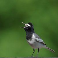 Птица...певчая :: владимир 